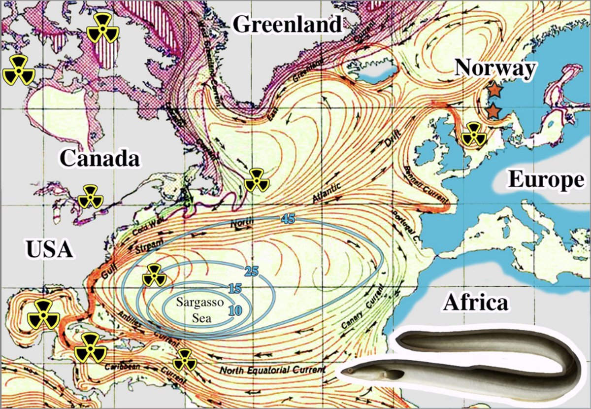 BombsAndFish's tweet photo. LATEST on EUROPEAN EEL LIFESPAN ... Our paper is released that reveals problems with a long-accepted age reading protocol for the endangered European eel. 
See otolith section that exemplifies the problem. This paper is Open Access (free): https://t.co/zoLADfFe9X https://t.co/D2b14Eeli0