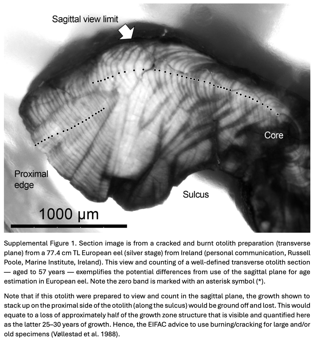 BombsAndFish's tweet photo. LATEST on EUROPEAN EEL LIFESPAN ... Our paper is released that reveals problems with a long-accepted age reading protocol for the endangered European eel. 
See otolith section that exemplifies the problem. This paper is Open Access (free): https://t.co/zoLADfFe9X https://t.co/D2b14Eeli0