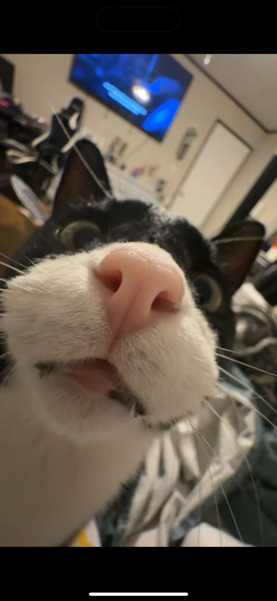 _zVert's tweet photo. Todays my cats third birthday and he wants you to stream my new song dropping February 14th that you can hear a preview of right here! https://t.co/bOG1ejffgI