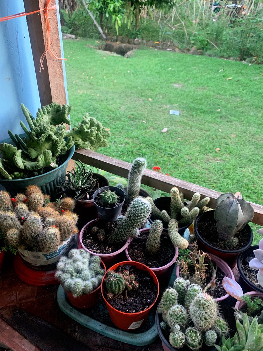 🌵🏜️