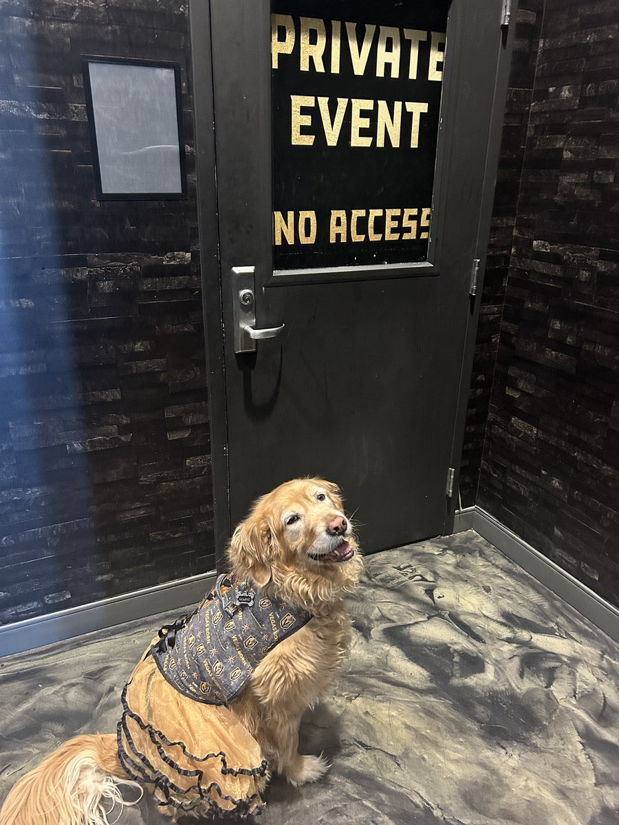 Goldie_Vegas's tweet photo. Then practice is canceled today? Really? Really? #nopractice #goKnightsgo #loveGoldie https://t.co/Jx7e2uqk4n