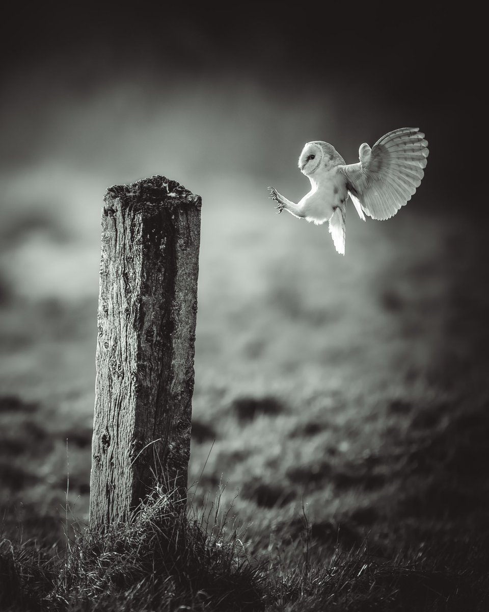 Paul__Browning_'s tweet photo. I never make black and white edits but this one seemed right .. 
what do you think ? 💭 

#wildlifephotography 
@BarnOwlTrust https://t.co/qyuC04a3rW