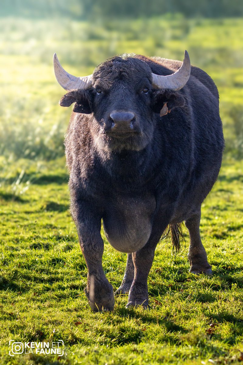 JB qui tient un parc animalier est l’un des candidats de l’amour est dans le pré sur M6.
L’occasion pour moi de partager quelques unes de mes photos prises dans son parc !
Mon insta : KevinEtLaFaune

#adp2025