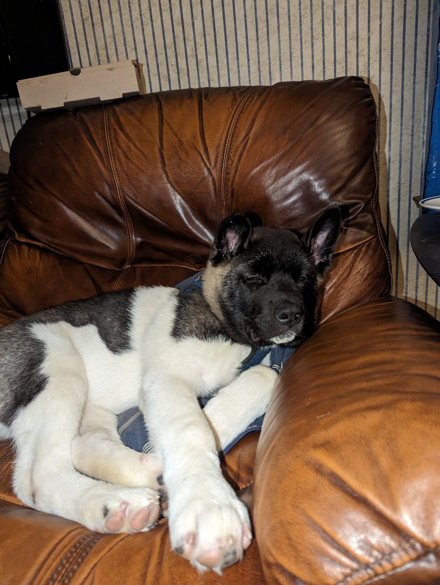 PerfectPupLLC's tweet photo. "My dog thinks he’s a lap dog… a 60-pound lap dog. 🐕❤️"
#PerfectPup #DogTraining #FortWayne https://t.co/vgzUWupLB0