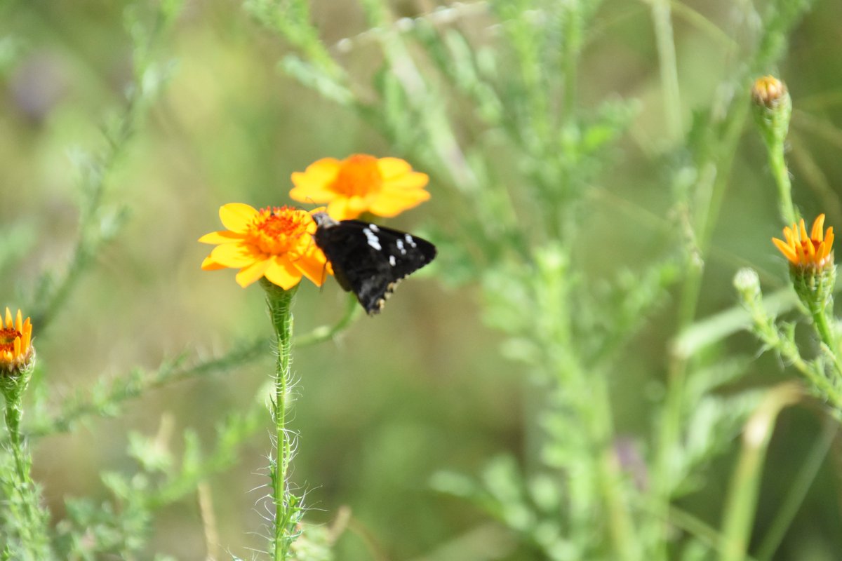 BitacoraDiario_'s tweet photo. Se acerca la época de calor... y hay que observar la llegada de las mariposas ... no las espantes, no las agredas tienen una función que beneficia a la humanidad. https://t.co/A3KqOFeLvh