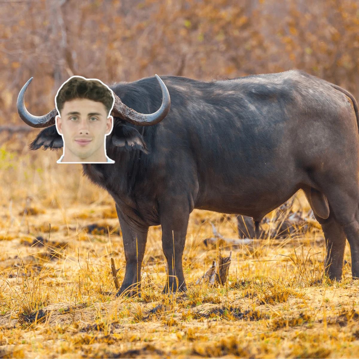 …..debalaidos tweet media