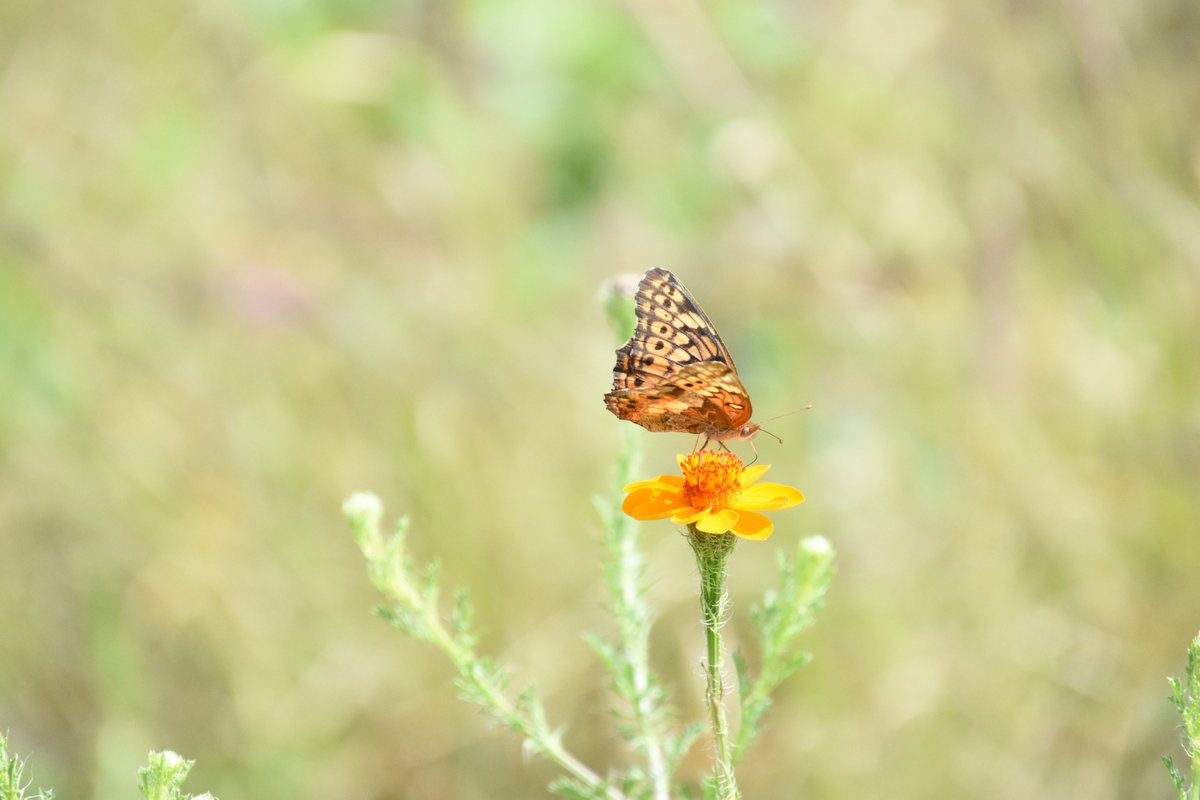BitacoraDiario_'s tweet photo. Se acerca la época de calor... y hay que observar la llegada de las mariposas ... no las espantes, no las agredas tienen una función que beneficia a la humanidad. https://t.co/A3KqOFeLvh