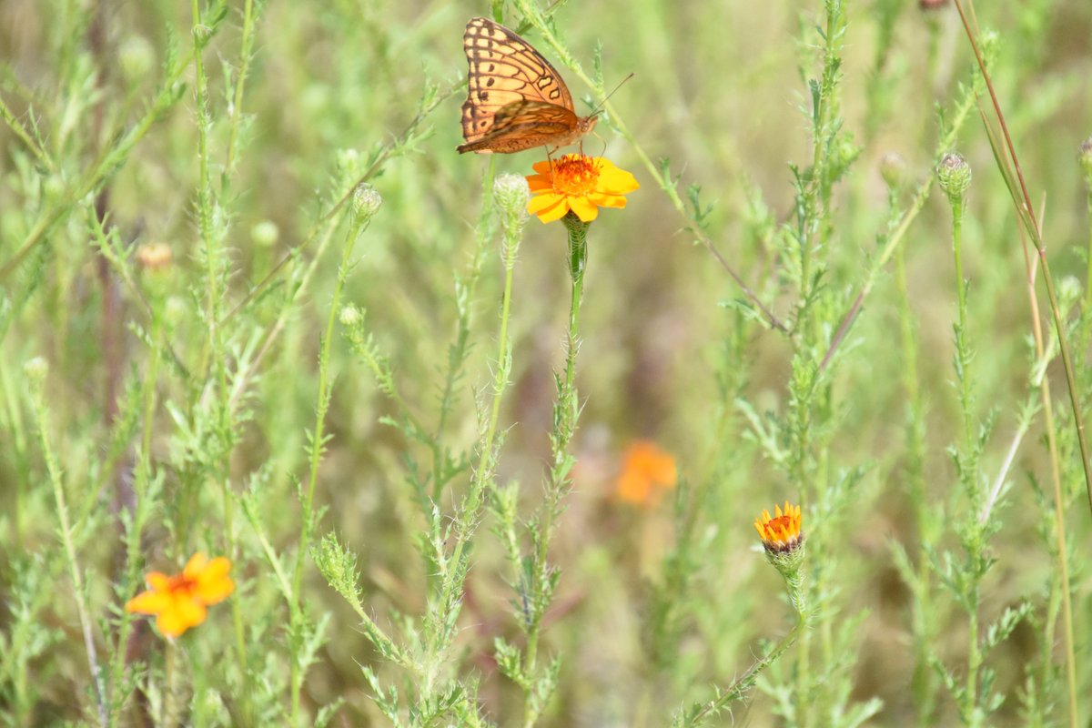 BitacoraDiario_'s tweet photo. Se acerca la época de calor... y hay que observar la llegada de las mariposas ... no las espantes, no las agredas tienen una función que beneficia a la humanidad. https://t.co/A3KqOFeLvh
