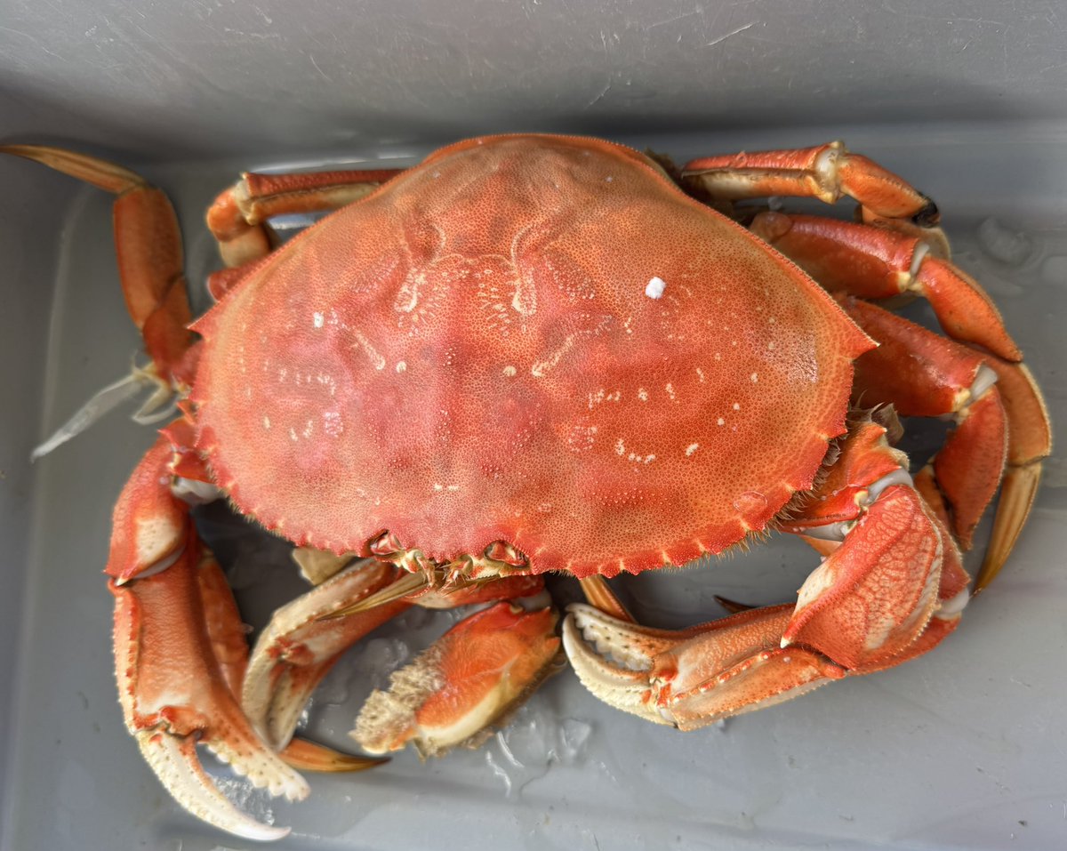 FunThingsToDo's tweet photo. Dungeness Crab season is here in Northern California. Head to Fisherman’s Wharf in San Francisco or Pillar Point Harbor in Half Moon Bay to buy the freshest catch straight off the boats. Peak season lasts through February. Enjoy! https://t.co/C7E7isYcPs