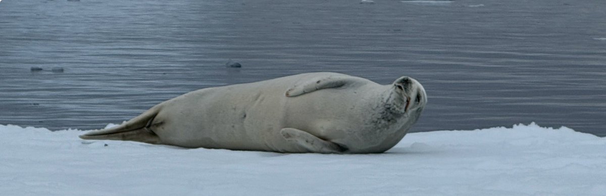Day 1 of exploring the 7th continent, and it’s more beautiful and magical than I could have ever imagined. Zodiac to a penguin colony, kayaked through an ice flow, saw sleeping seals, and made a lot of new great friends! Can’t wait to see what the rest of the week holds!