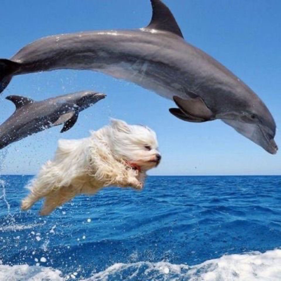 thepiscesprince's tweet photo. Upped my SSRIs today #everydayisaparty https://t.co/mzaRorNFbh