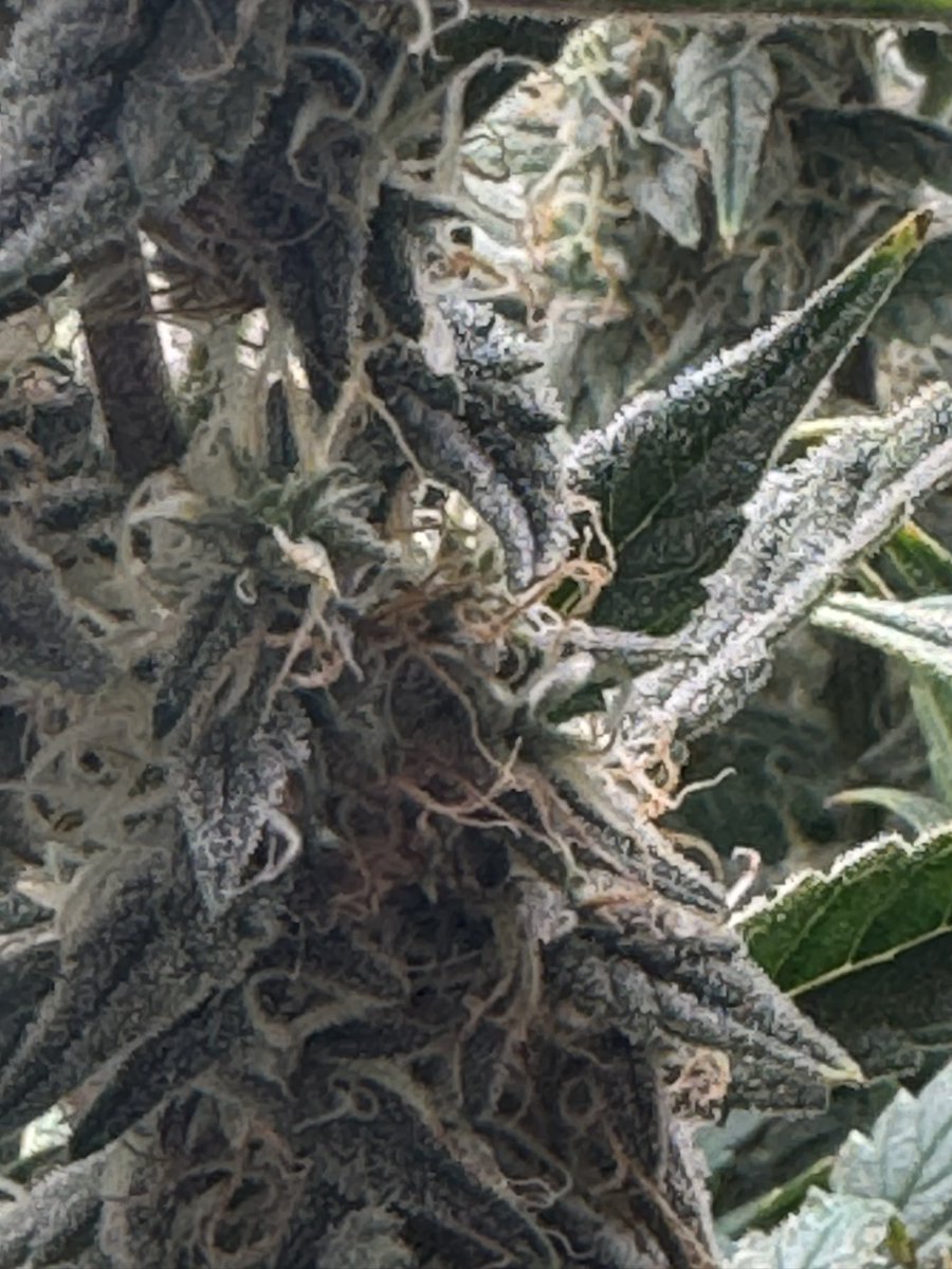 Dabbing Granny tweet media