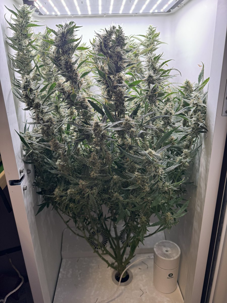 Dabbing Granny tweet media