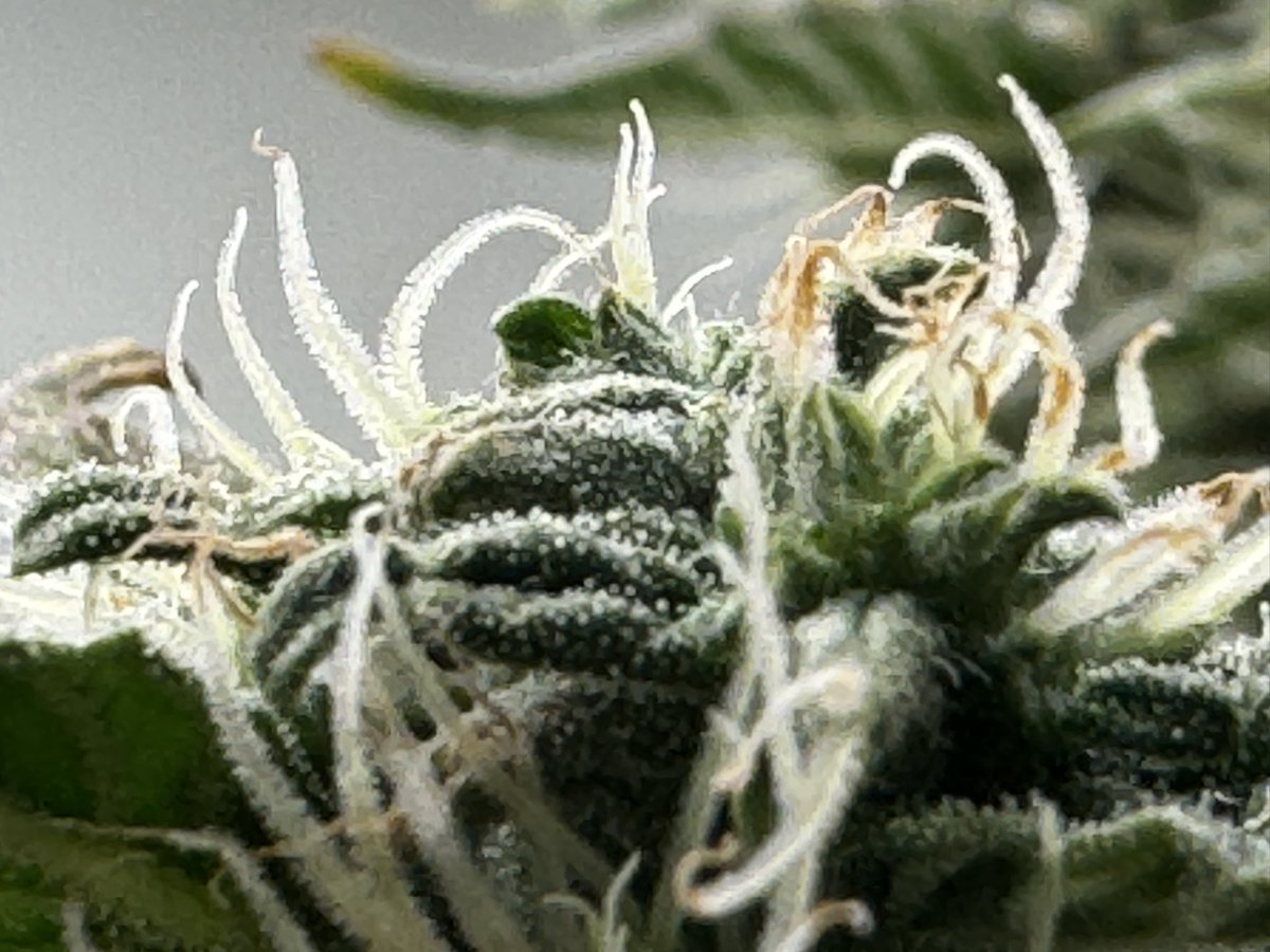 Dabbing Granny tweet media