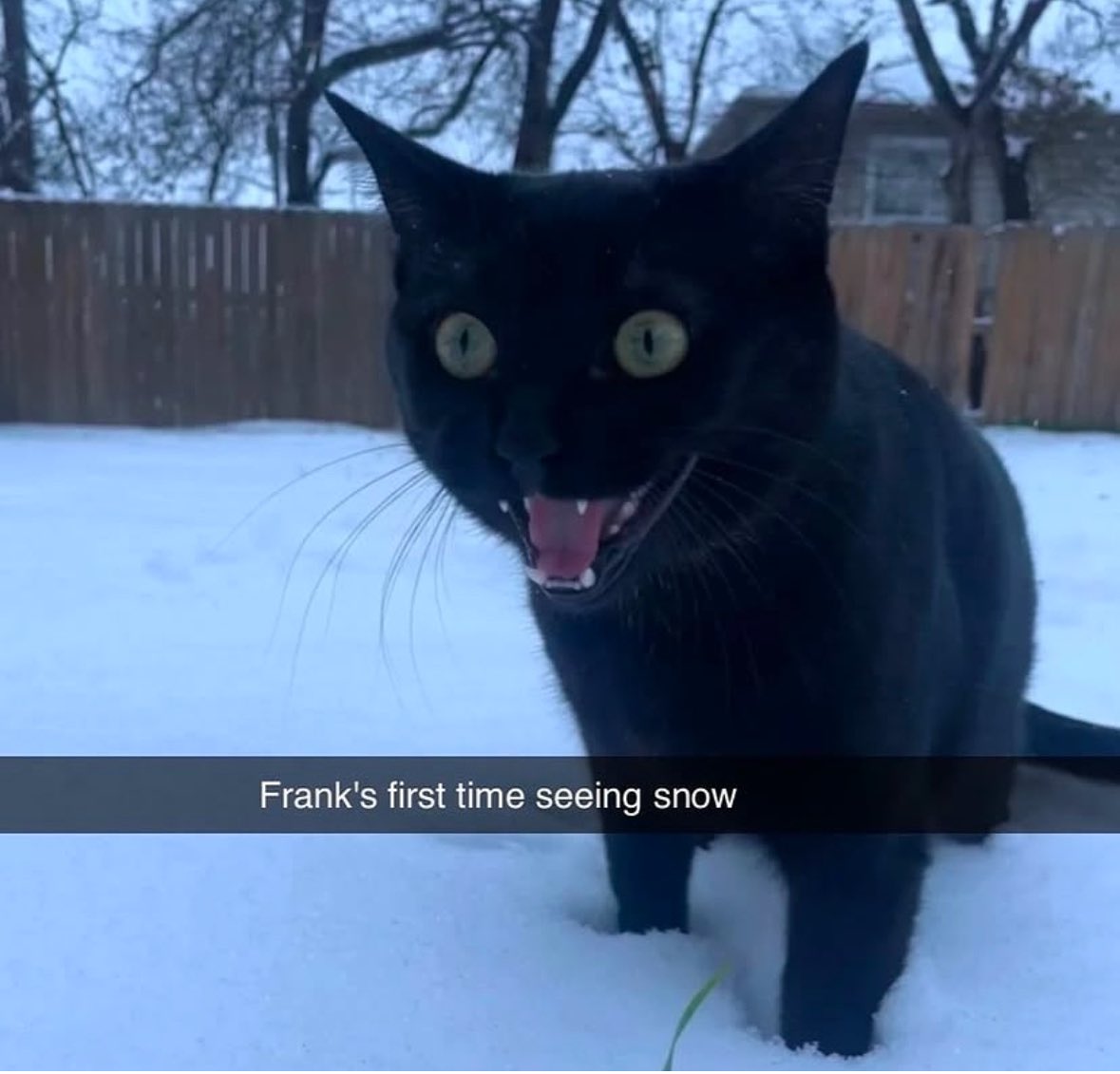 Punch Cat tweet media