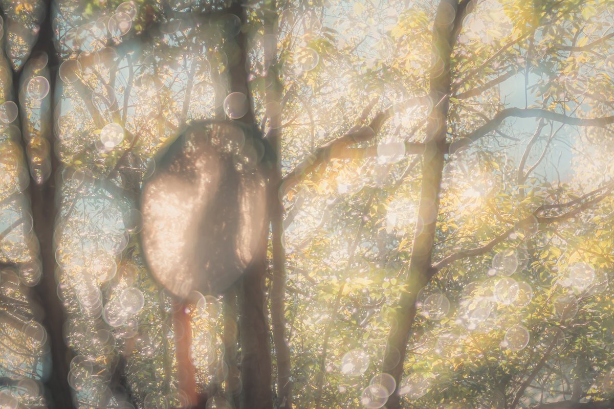 kurobee2707's tweet photo. 【別世界への入り口】
#イラスト風写真 https://t.co/ebIWfpHdiY