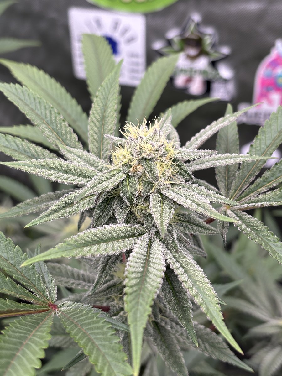 JesseJamesgrows's tweet photo. Lemon Cherry o’s created by killrgenetics. Is filling out lovely. She’s bringing sweet and sour lemon candy terps. #plants #cannanbis #photos #killr https://t.co/OpCkx7KU6w