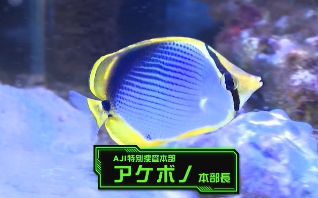 sayaminichip's tweet photo. 先週ハマってしまった #釣りビジョン の番組紹介です‼
『特捜AJIENT』
https://t.co/BBDYST79HG
#FISHLABO というメーカーの工場長で、アニヲタで家キャンパーのアキラさんが「秘密組織AJI」のエージェントとして活動するアジング番組🎣
オープニングからもう色々面白い!
#PR #釣りビジョン https://t.co/RcOF3DGXow