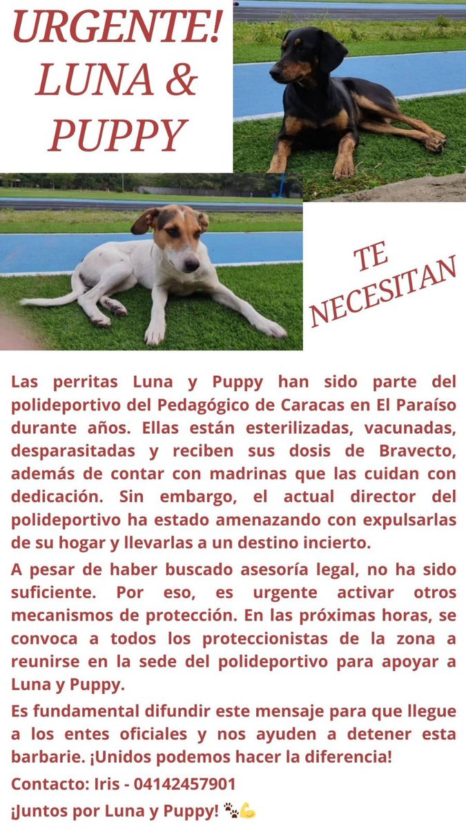 JackRussellVzla's tweet photo. #URGENTE #Reportan que Luna y Puppy, los desean desalojar del polideportivo del Pedagógico de Caracas en #ElParaíso, donde han vivido durante años. Buscan convocar a los proteccionistas de la zona a reunirse en la sede del polideportivo, Contacto: Iris 04142457901 https://t.co/lrHOLw4Jcf
