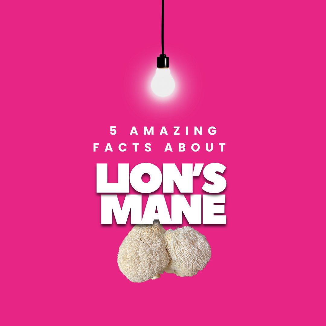GudGummies's tweet photo. 5 Amazing Facts About Lion’s Mane https://t.co/XSEsUVo7Jl