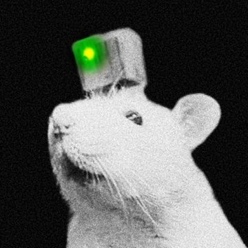 $PYTHIA is based on a real rat with AI &amp; real scientists @NeiryLab

It’s the largest DeSci project in the space and has yet to get the exposure it truly deserves

Grow some balls and be early