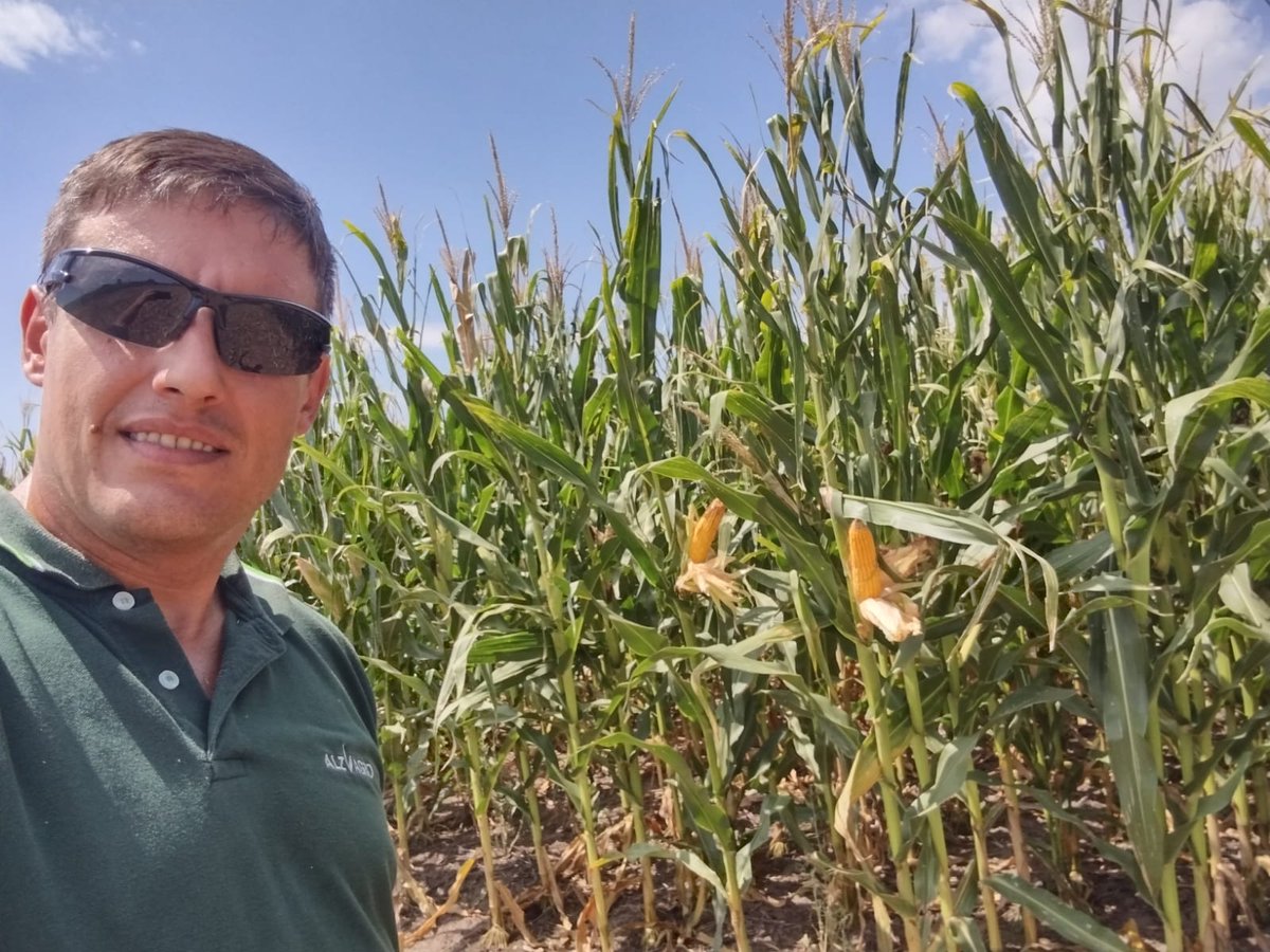 ImhoffDiego's tweet photo. Arranca el picado en la localidad de Freyre , partes lo arrebato el sol y la sequía, pero con excelente rendimiento.
#BORAXPWUE
@ALZ_Agro 
@semillasnord https://t.co/bVckeQeHpr