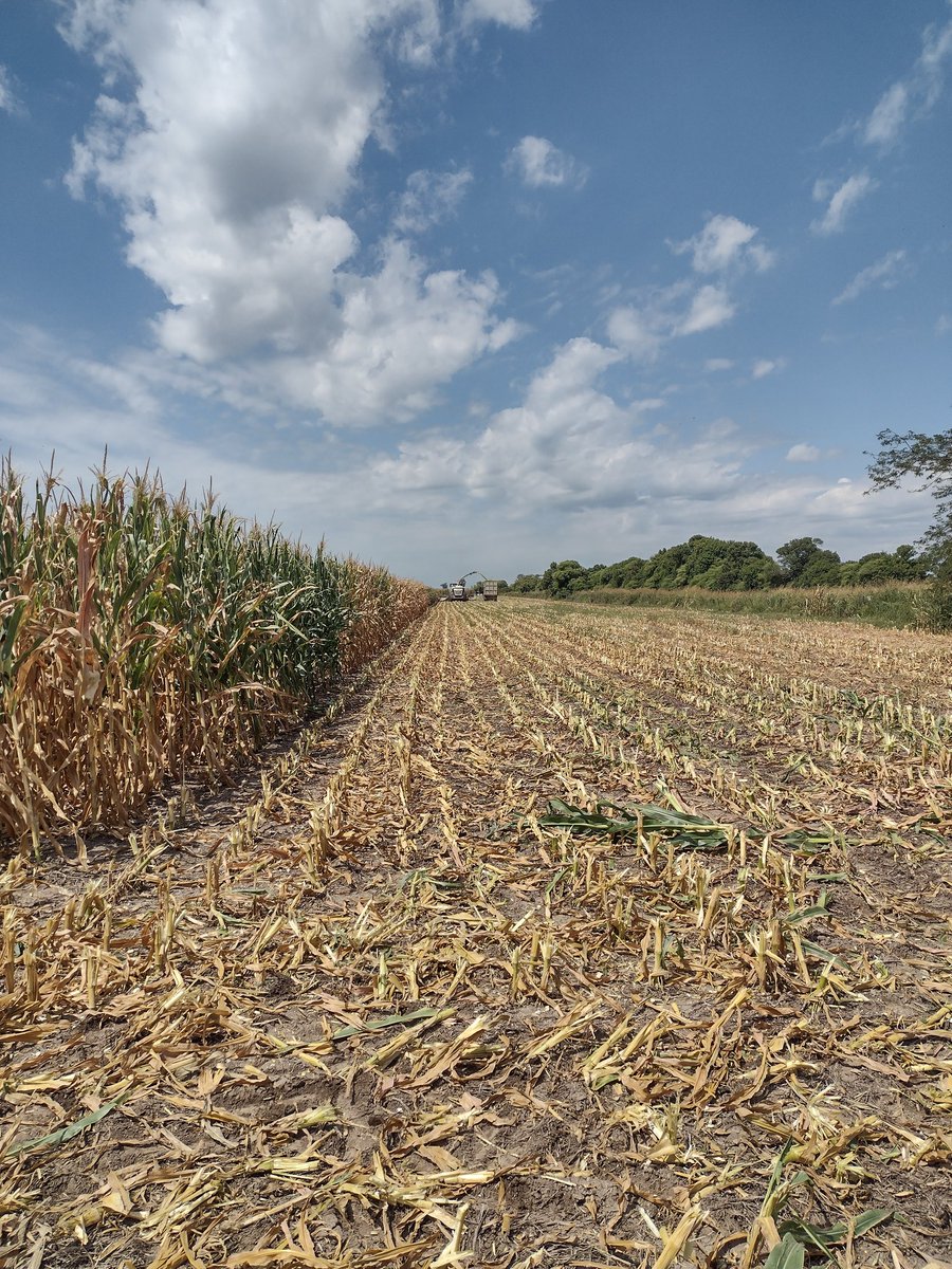 ImhoffDiego's tweet photo. Arranca el picado en la localidad de Freyre , partes lo arrebato el sol y la sequía, pero con excelente rendimiento.
#BORAXPWUE
@ALZ_Agro 
@semillasnord https://t.co/bVckeQeHpr