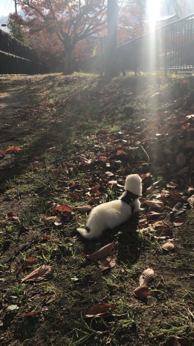 しろはねこ@超絶鼬推し tweet media