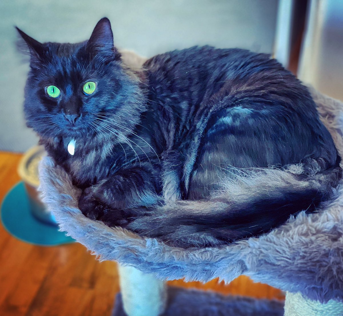 Baking a boule for #kittyloafmonday 😸🐾🐾

#MondayMotivation #cats #CatsOfTwitter #AdoptDontShop #CatsOnTwitter