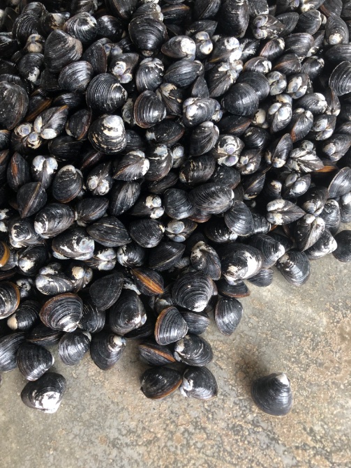 シジミはなぁ！
漁師さんが一粒一粒身の空がないか手作業で選別してから出荷してんだよ！
それだけ手間をかけて選別してるのに身を食べないのがマナーとか言うのはありえない！
出された方は黙って一粒一粒味わって食べよう！

　　　　　　宍道湖の民より