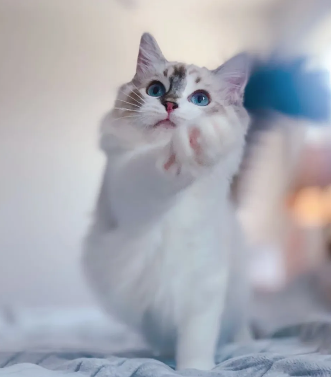Zellsis's tweet photo. everyone say hello to my son momo https://t.co/rOScozLxSS