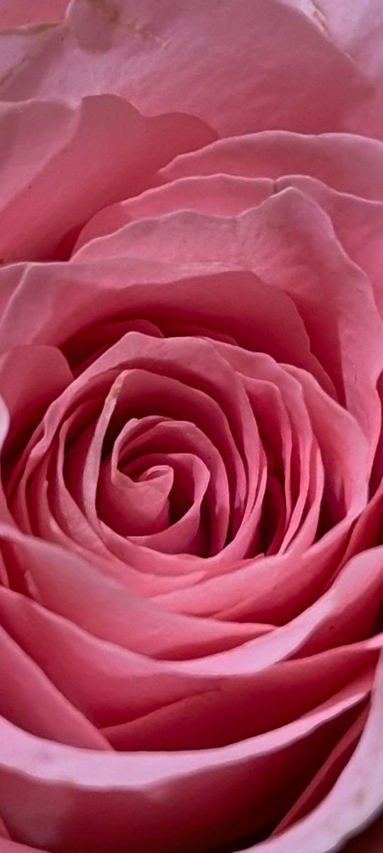 bakthisaran's tweet photo. ரோஜா ஒன்று 
முத்தம் கேட்கும் நேரம்🎵🩷

#RaGavClicks #closeup #macro 
#roseTwitter #flowerTwitter https://t.co/9vzusOrw0F
