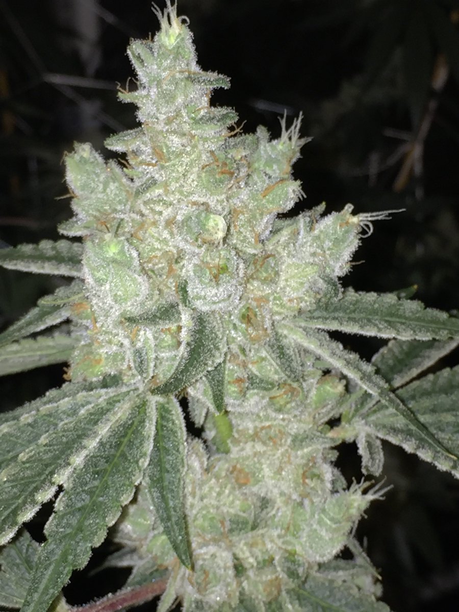 FlavrChfGenetix's tweet photo. #GorillaClash = gg4 my #22cut X #FaceOffOG f2 #FlavorChefGenetics stuper fire ๐ฅ https://t.co/UWzyEr0HRR
