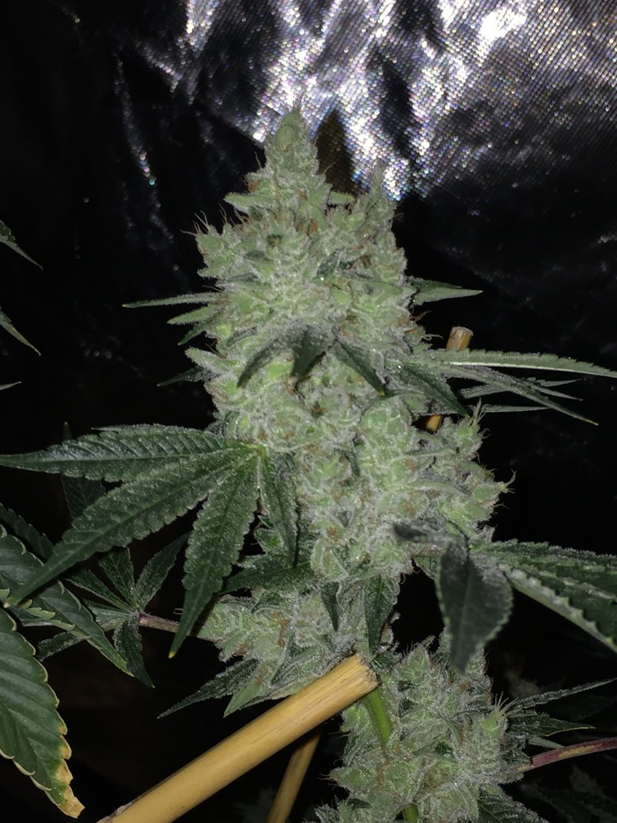 FlavrChfGenetix's tweet photo. #GorillaClash = gg4 my #22cut X #FaceOffOG f2 #FlavorChefGenetics stuper fire ๐ฅ https://t.co/UWzyEr0HRR