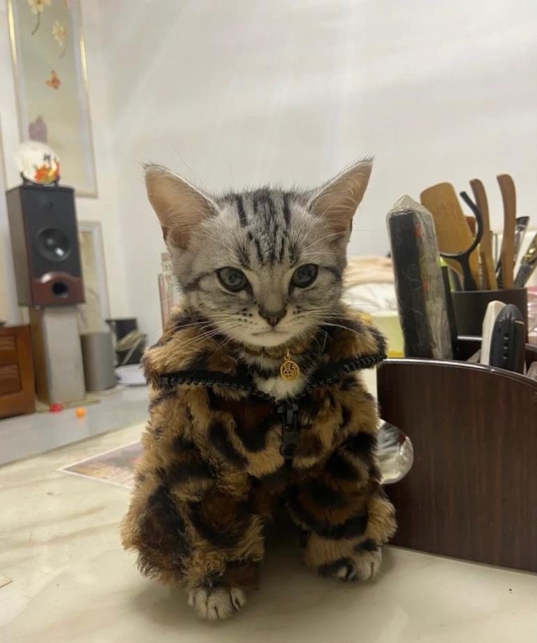 🐾 $CWJ has arrived, your jacket stays on and your bag gets warmer! 🔥😻 
Join in to learn more about the adorable friend👇
CA: D3y8cyMykVbgQJRGnCAayNXkvRZy1C4qotqytFFupump
TG: t.me/catwifjacketcto
X: x.com/catwifjacket
