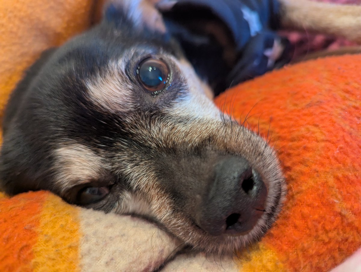 Pepper, Muffin und Sisu - Pinscherdinger tweet media