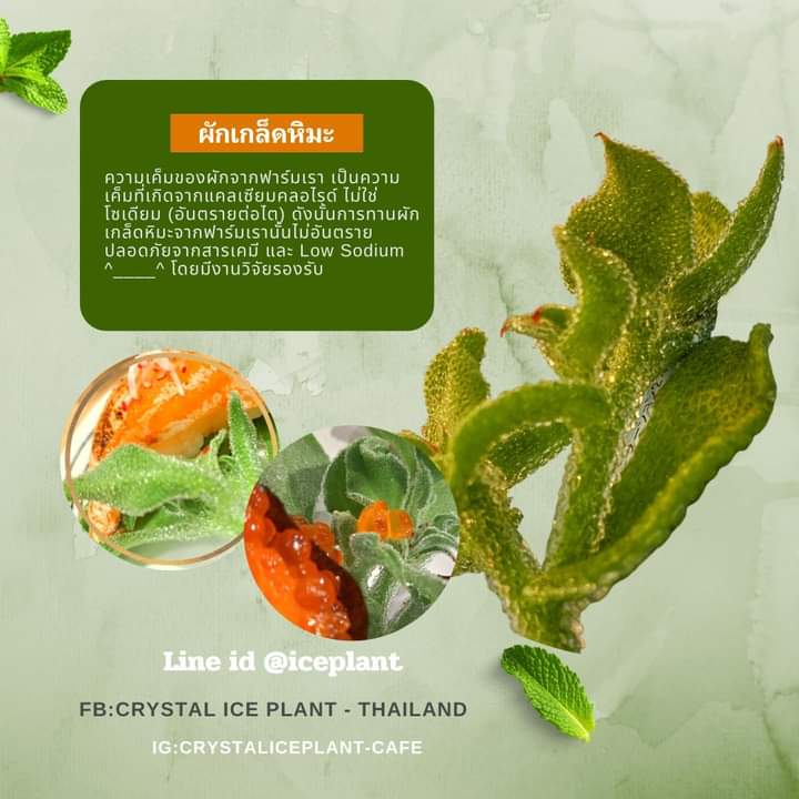 Crystal Ice Plant "ผักเกล็ดหิมะ" จำหน่าย ยอด &amp; แขนง 600 บาท/กิโลกรัม (100 กรัม 70 บาท) &amp; ต้น+ใบ 250 บาท/กิโลกรัม (100 กรัม 30 บาท) สนใจ สอบถามได้ครับ 
ปล. ต่างจังหวัด จัดส่งโดยรถตู้แช่ Nim Express ค่าจัดส่ง กก.ละ 160 บาท (ไม่มีเก็บเงินปลายทาง) ปากช่อง ส่งฟรีเขตตัวเมือง