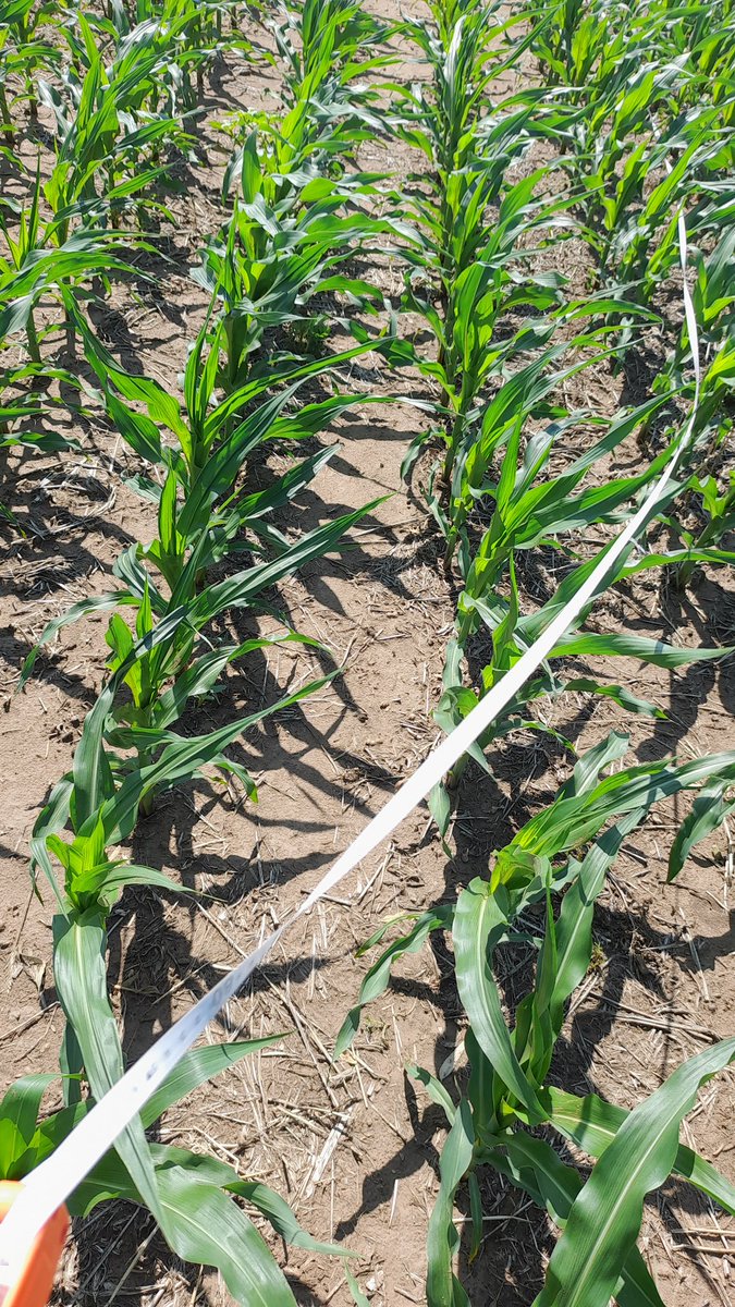 Mariano Martinez tweet media