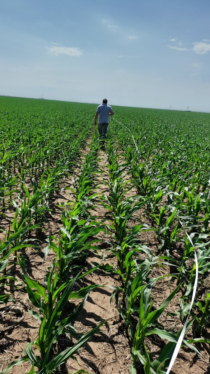 Mariano Martinez tweet media