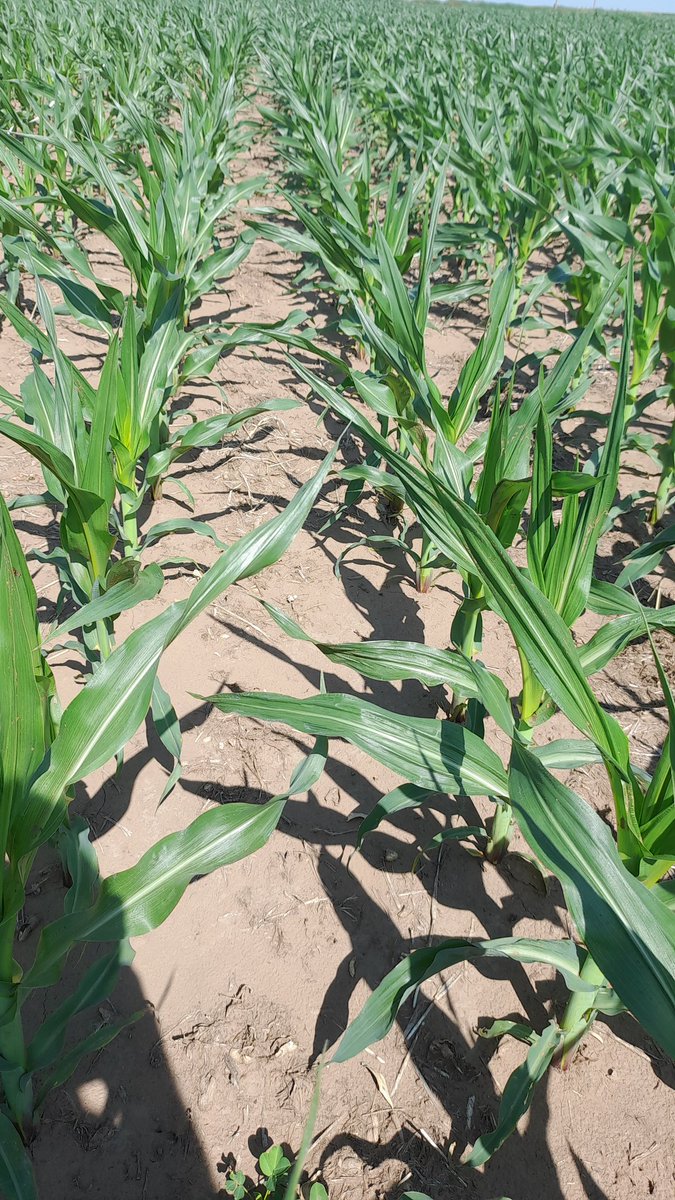 Mariano Martinez tweet media