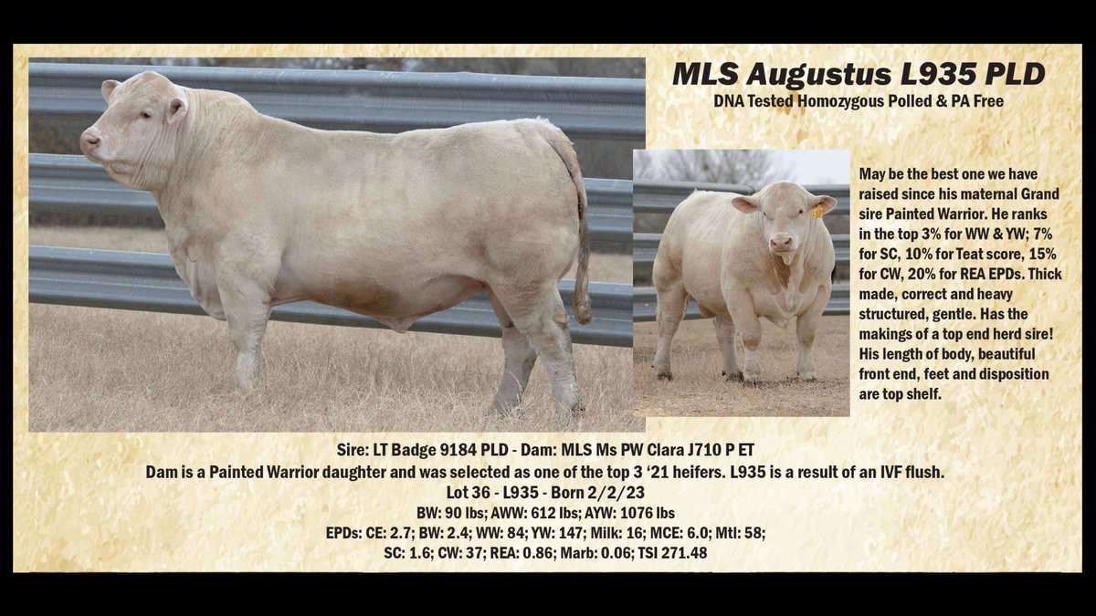 SturgessMichael's tweet photo. We saved our best--and he is the best of them! L935 sells February 12th at the San Antonio All Breed Bull Show &amp; Sale! https://t.co/buUxdJx7uQ