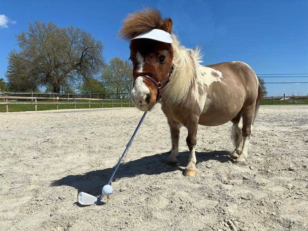 horse tweet media