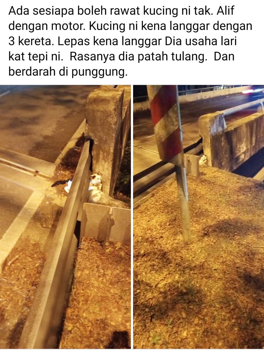 MirulAm05674851's tweet photo. Ada sesiapa boleh rawat kucing ni tak. Kucing ni kena langgar dengan 3 kereta. Lepas kena langgar Dia usaha lari kat tepi ni.  Rasanya dia patah tulang.  Dan berdarah di punggung. 

Lokasi : Jalan Wakaf Chek Yeah Kelantan

+60 11-2117 1172 -Alif https://t.co/bBSMtps1X4