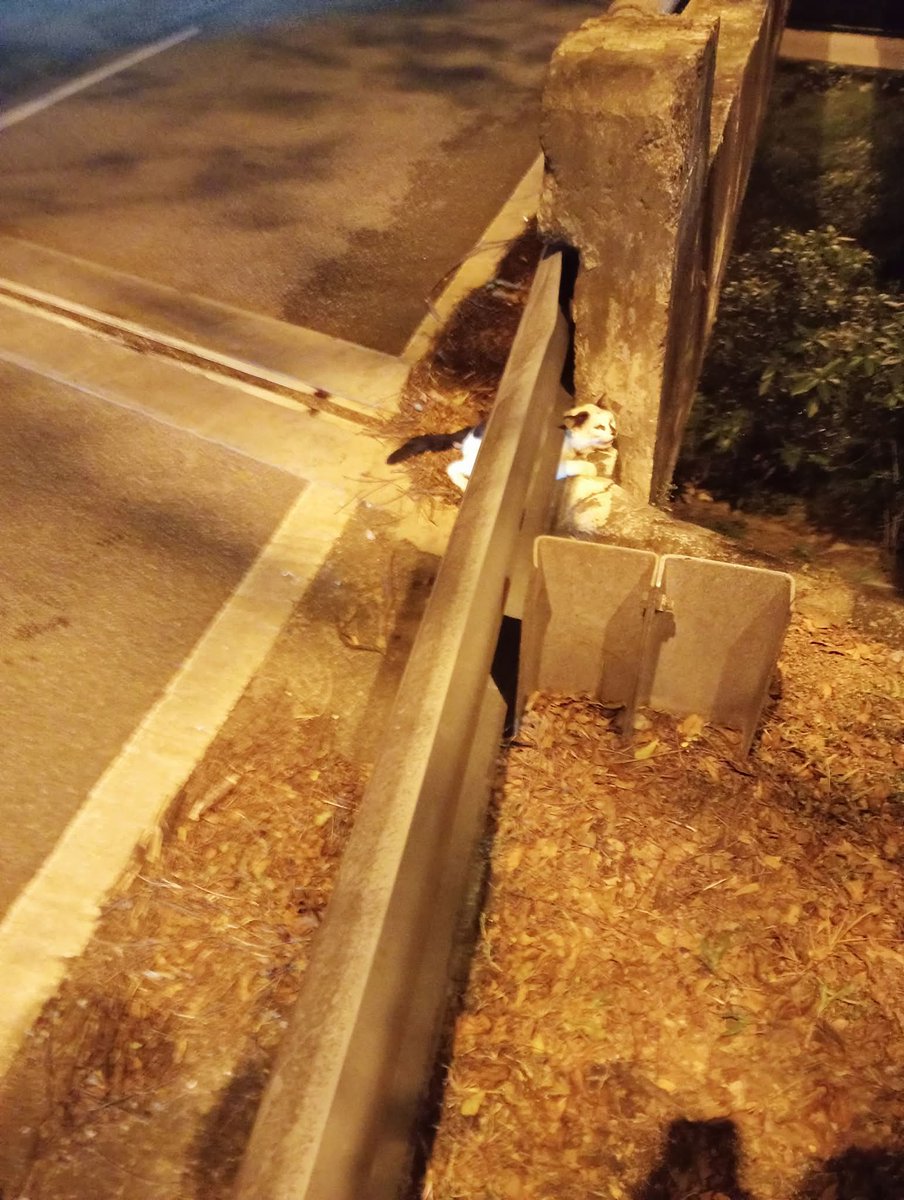 MirulAm05674851's tweet photo. Ada sesiapa boleh rawat kucing ni tak. Kucing ni kena langgar dengan 3 kereta. Lepas kena langgar Dia usaha lari kat tepi ni.  Rasanya dia patah tulang.  Dan berdarah di punggung. 

Lokasi : Jalan Wakaf Chek Yeah Kelantan

+60 11-2117 1172 -Alif https://t.co/bBSMtps1X4