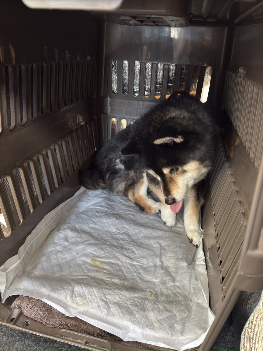 v_code_02's tweet image. 柴ドリルも昨日まで止まってしまったものの、今朝はよわーくゆるーく1回2回からしっぽまで回せるようになっていた。

クレート内おしっこもなく、ケージの定位置で御用を足していたのでちょっとずつ回復してるのかな。

クレート内ならいつもみたいにくるくる回って落ち着けるようになった。
目に力。