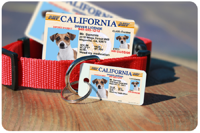 EmporiumPortal's tweet photo. Having an ID tag is essential for your pet’s safety and your peace of mind. If they ever get lost, their ID tag ensures they can be quickly identified and reunited with you. #MyPetDMV #IDTag #BuyNow #TheEmporium https://t.co/wiCHuBfC36 https://t.co/NxkwwZ8kaw