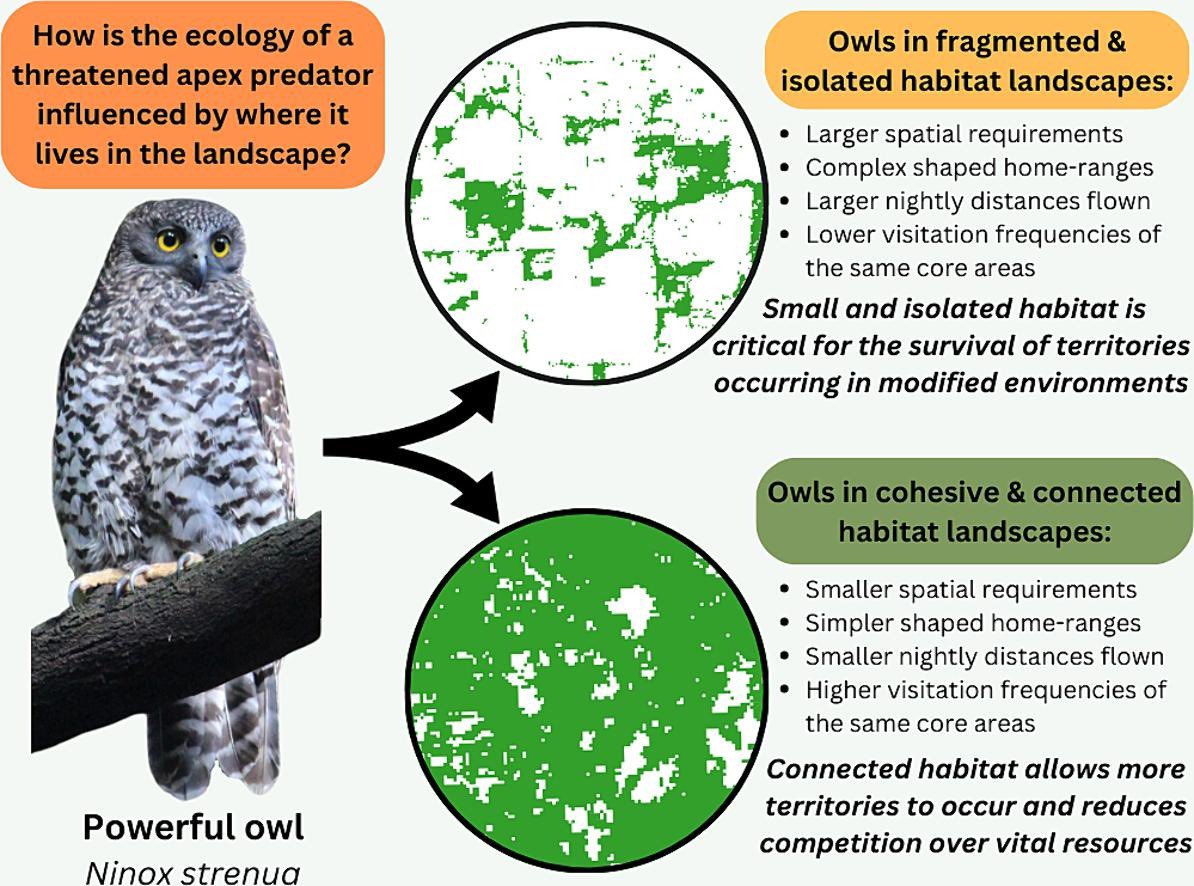 Hot off the press: Urbanisation and agriculture force powerful owls to occupy larger landscape areas to establish their home ranges. We need to do urban design smarter. Great new paper from Nick and our team.
sciencedirect.com/science/articl…