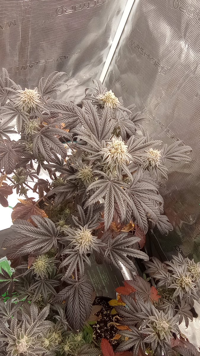 Jack Frost tweet media