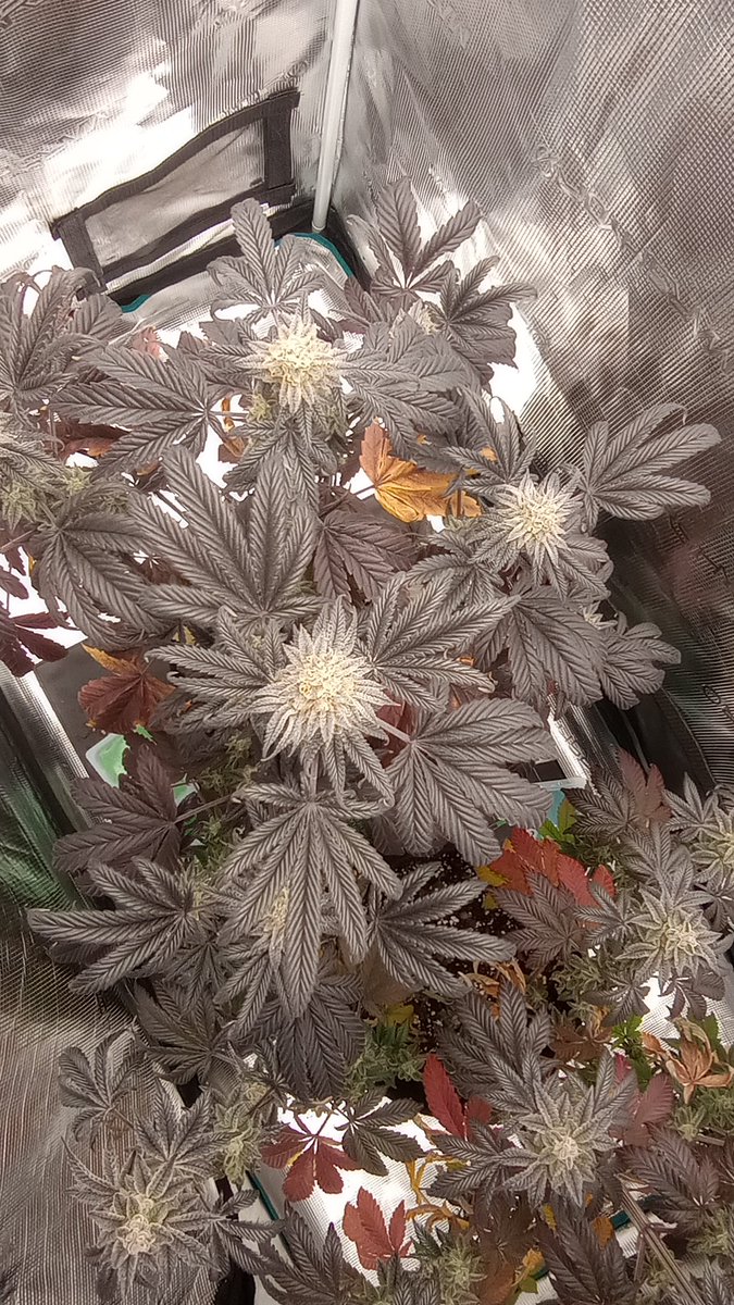 Jack Frost tweet media