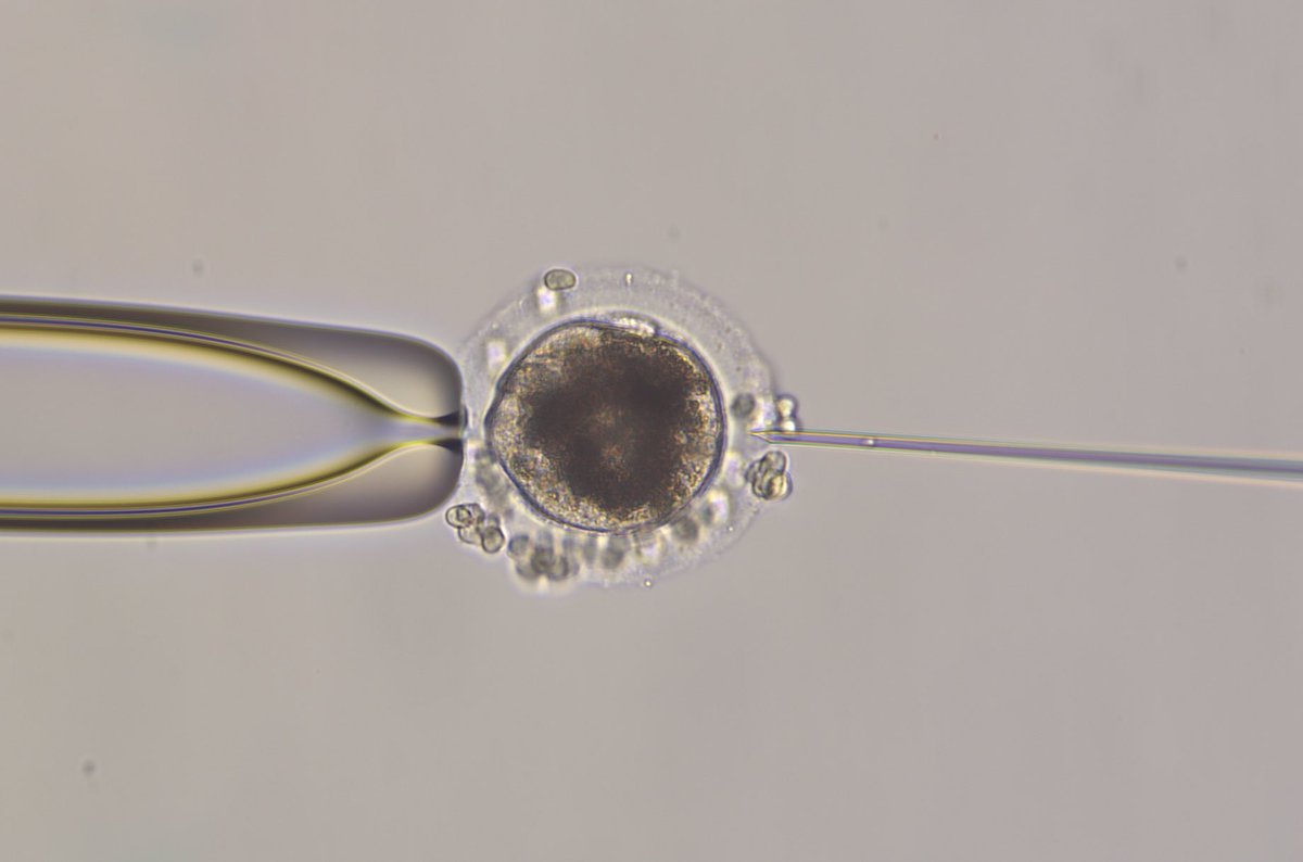 EquineIvf's tweet photo. Developing new technology everyday in our equine labs! https://t.co/ktgh2H3Z12